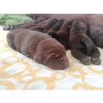 Labrador Retreaver Chocolate