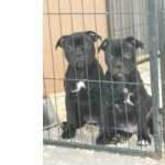 Staffordshire bull terrier