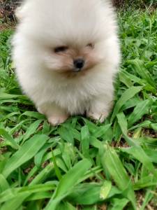 Spitz alemo ano