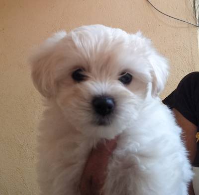 Cachorro Malts
