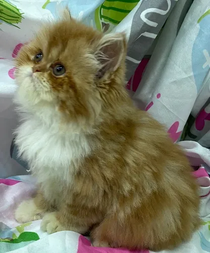 LINDA GATA PERSA COR DO GARFIELD LARANJA E BRANCO INS ARTHUR KENNEL