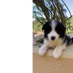 Macho De Border Collie Disponivel Retirada