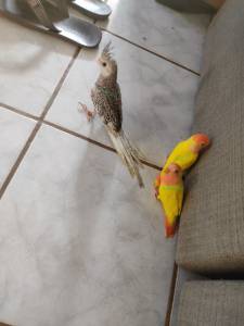 Calopsita