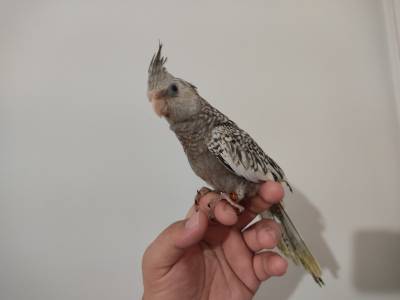 Calopsita