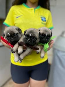 Pugs Filhotes de procedncia - Pedigree CBKC
