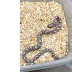 Corn snake jovem pronta entrega