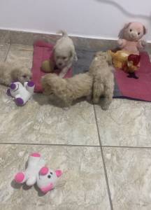 Poodles Micro-Toy
