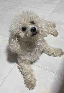 Poodles Micro-Toy