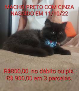 Filhotes Persa para Natal