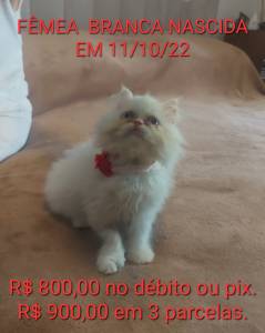 Filhotes Persa para Natal