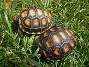 Casal de tartarugas disponível com procedência legal
