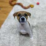 Vendo jack russell terrier