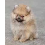 Spitz Alemo Ano