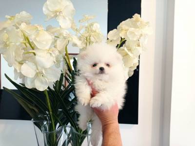 Spitz Ano e ou Lulu da Pomernia  FEMEA  BRANCA NEVE  com LOP e AFIXO