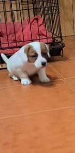 Jack Russel Terrier para venda