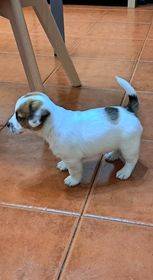 Jack Russel Terrier para venda