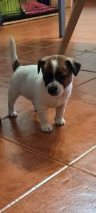 Jack Russel Terrier para venda