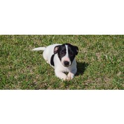 Jack Russel Terrier