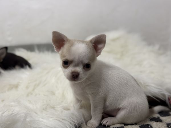 Chihuahua de pelo curto com Lop e afixo