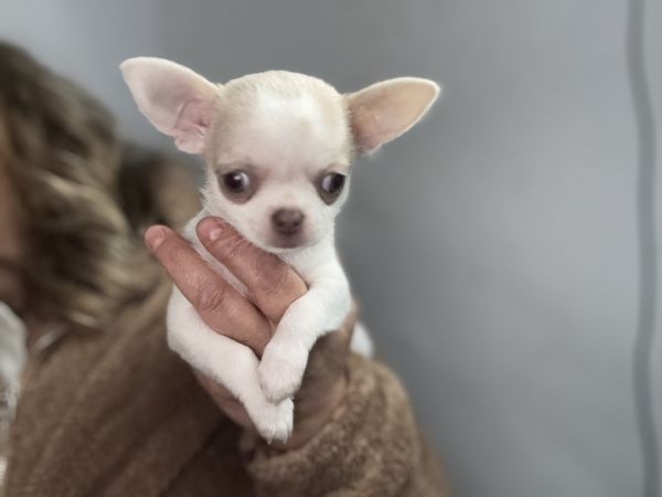 Chihuahua de pelo curto com Lop e afixo