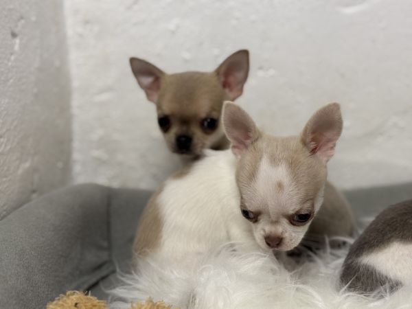 Chihuahua de pelo curto com Lop e afixo