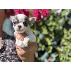 Chihuahua de pelo curto com Lop e afixo