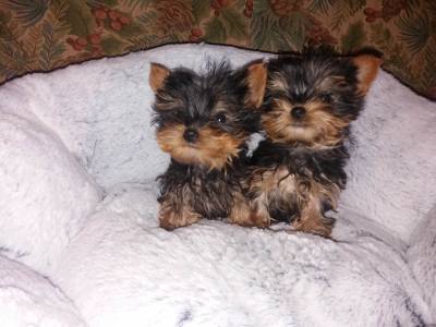 yorkshire terrier miniatura criado em ambiente familiar disponvel para entrega imediata desparasi