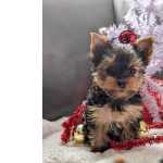 Yorkshire Terrier Miniatura