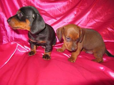 Basset Teckel Meigos Filhotes
