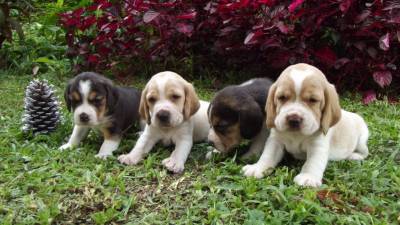 Bebs Beagle