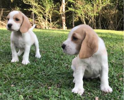 Bebês Beagle