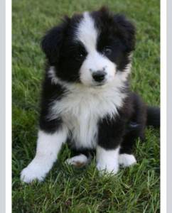 Border Collie Companheiros Filhotes