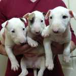 Bull Terrier Parceiros Filhotes