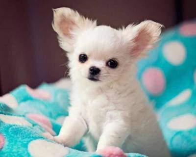 Chihuahua Pelo Longo Perfeitos Filhotes