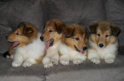 Collie Lassie Irresistíveis Filhotes