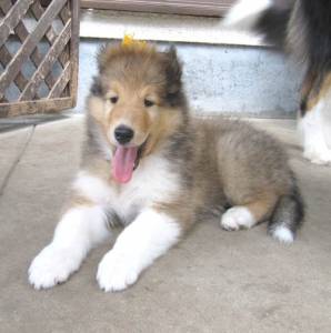 Collie Lassie Irresistveis Filhotes