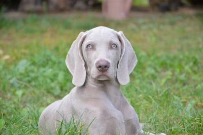 Weimaraner Carismticos Filhotes