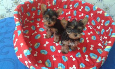 yorkshire terrier miniatura criado em ambiente familiar disponvel para entrega imediata desparasit