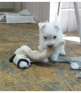 Macho e fmea West Highland White Terrier