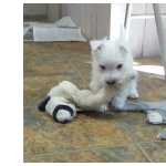 Macho e f�mea West Highland White Terrier