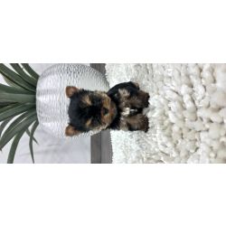 Yorkshire terrier  