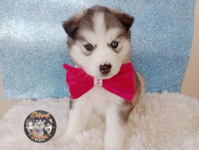 Filhote husky Siberiano