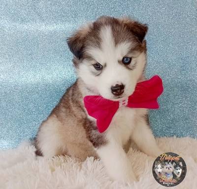 Filhote husky Siberiano