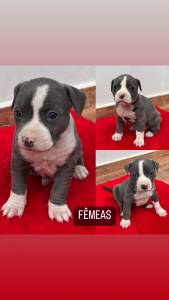 Filhotes de American Staffordshire Terrier - Amstaff