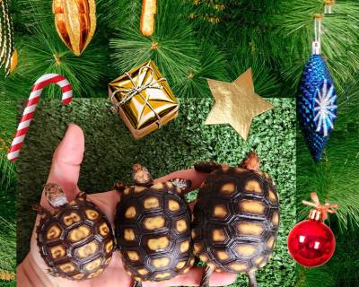 Presente de Natal - jabuti filhote