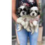 Shih Tzu. Lindos Filhotes Com Pedigree, Mais Info Via Whatsapp!