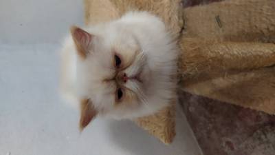 Vendo Gato Persa Himalaio Macho no padro da raa