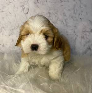 Lhasa Apso