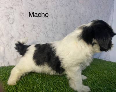 Lhasa Apso