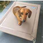 Teckel macho e f�mea Dispon�vel